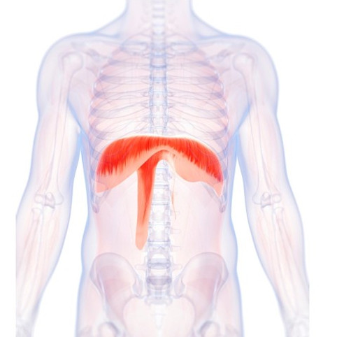 Diafragma: En ubrukt muskel med stort potensial for din helse og ditt velvære (Del 2 av 2)