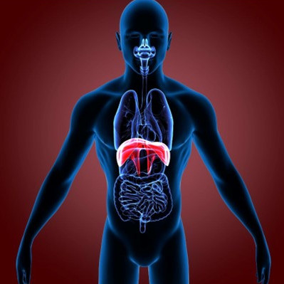 Diafragma: En ubrukt muskel med stort potensial for din helse og ditt velvære (Del 1 av 2)